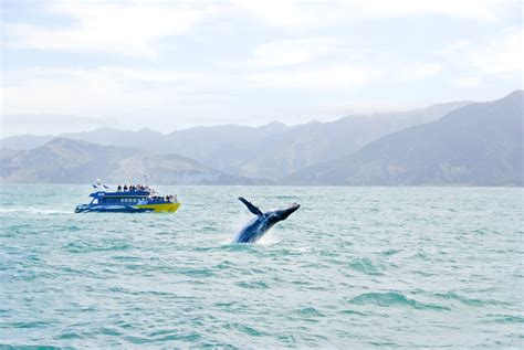 whalw watching|kaikoura whale watching best time.